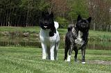 AKITA AMERICAIN 431